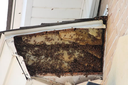 Live Honey Bee Removal